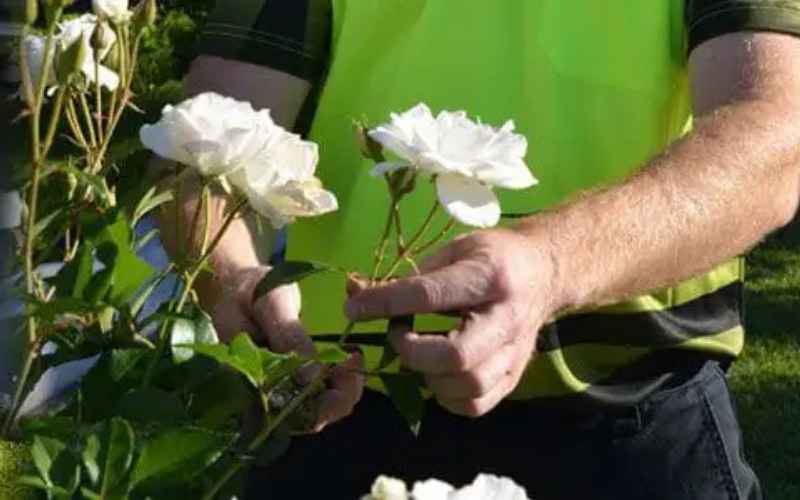 Hedge & Pruning